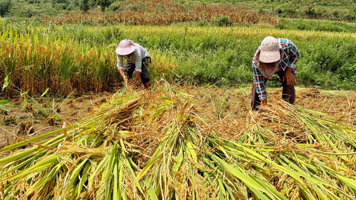 貴州開(kāi)陽(yáng)：谷穗飄香迎豐收